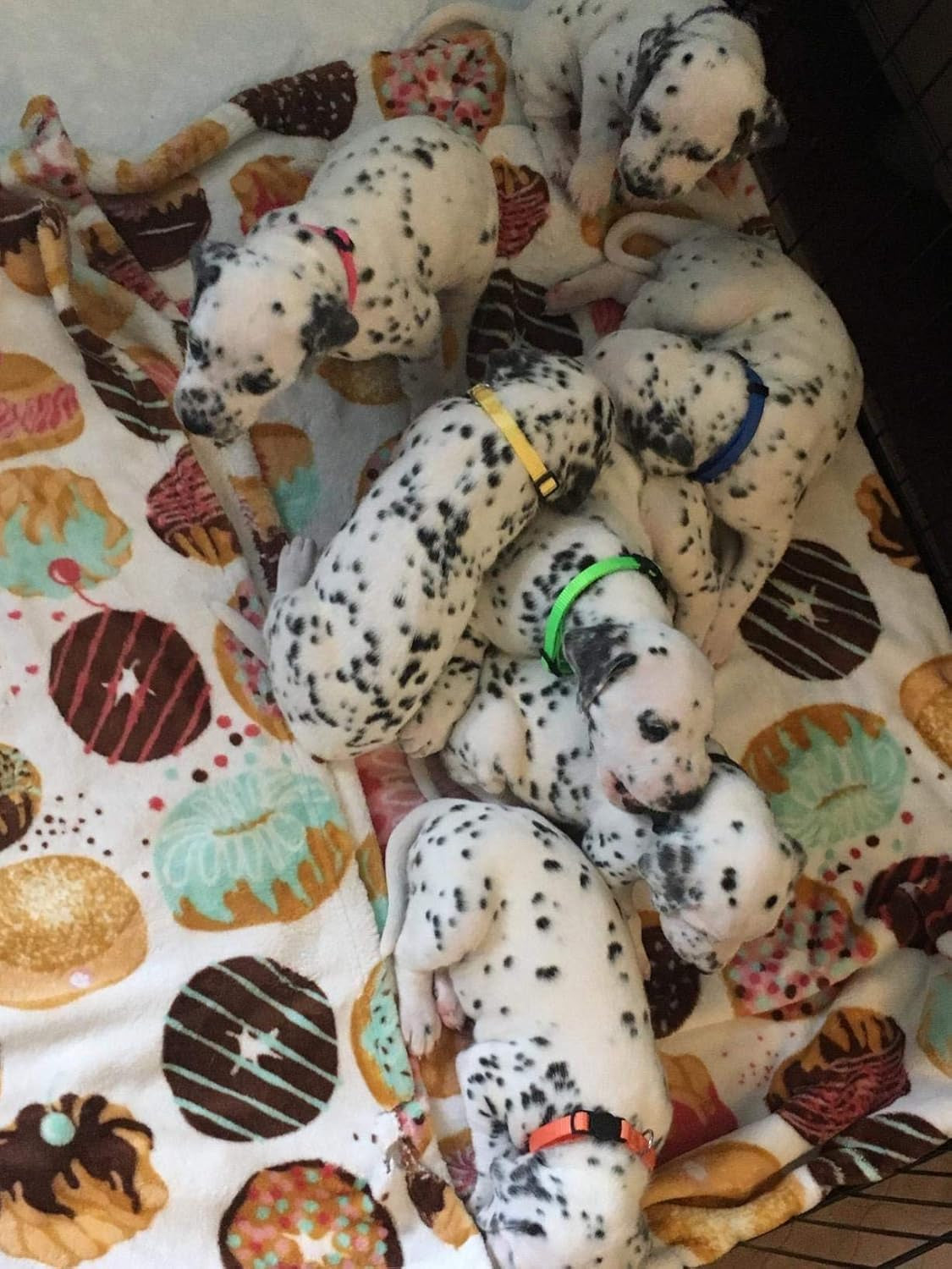 Adjustable Litter Collars Pups 