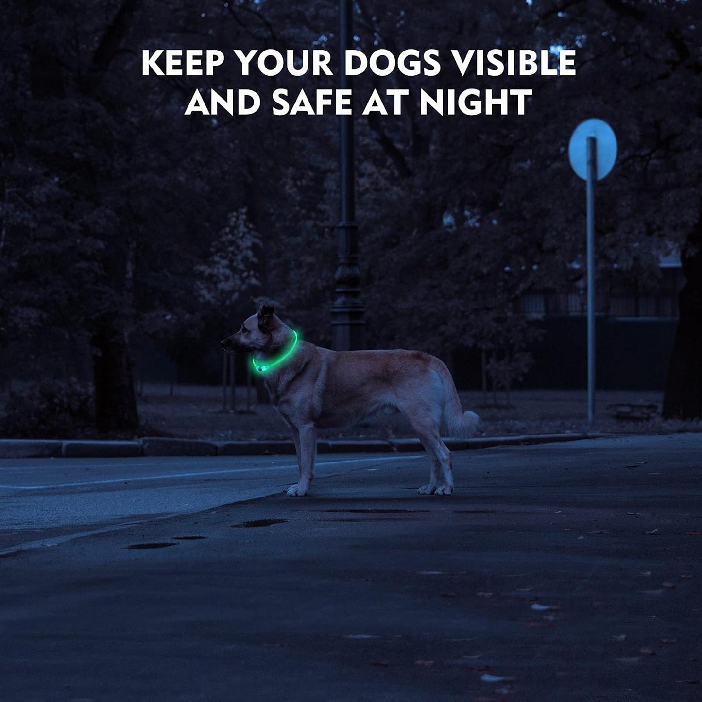 Waterproof Dog Lights