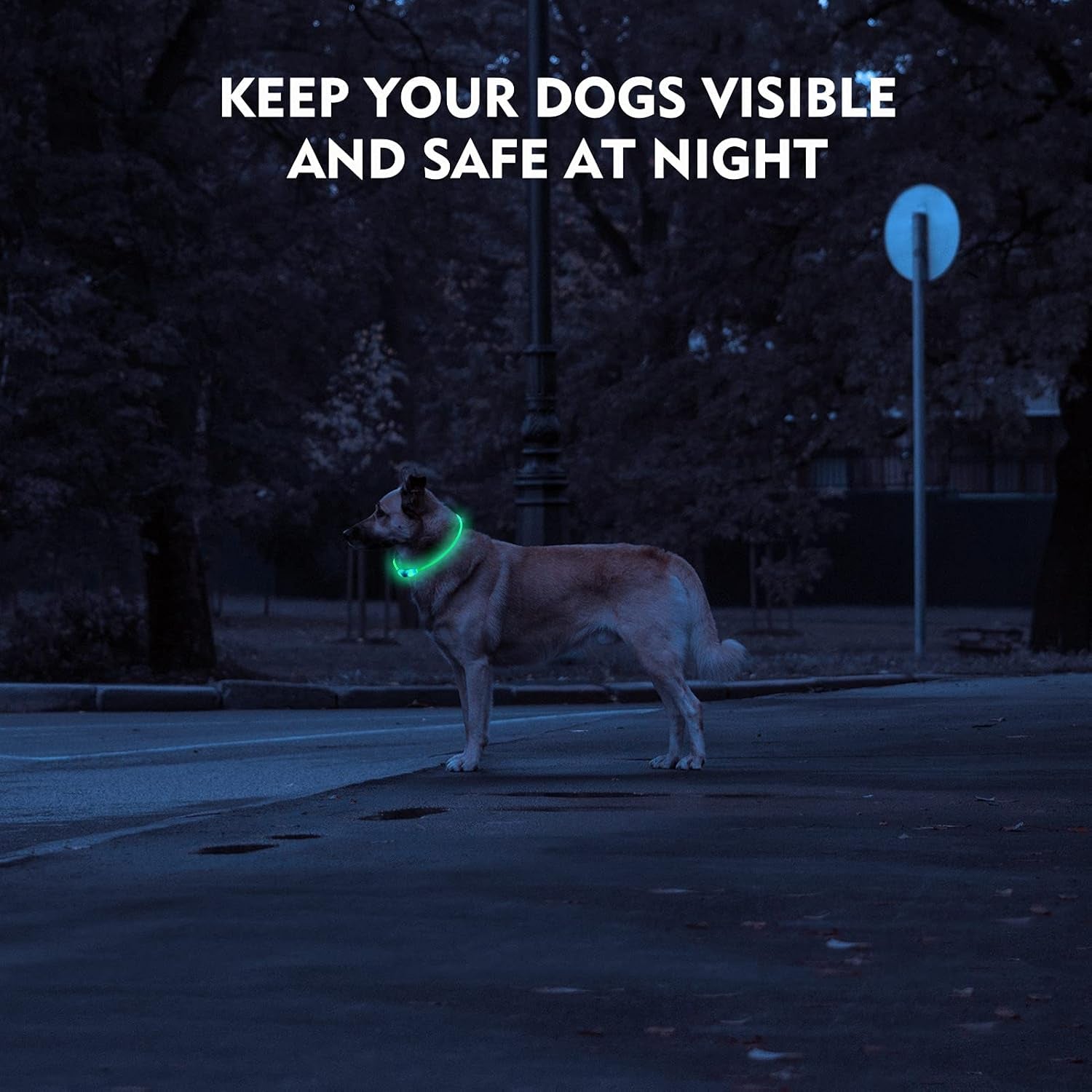 Waterproof Dog Lights