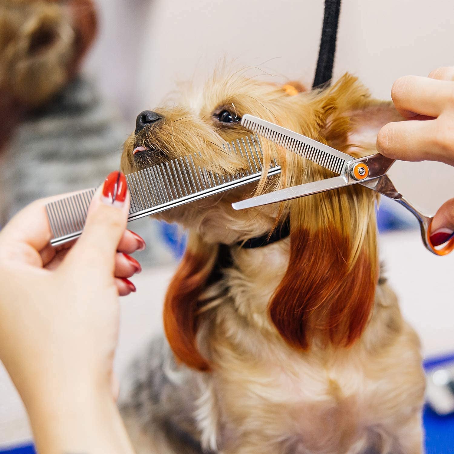 Dog Combs for Grooming