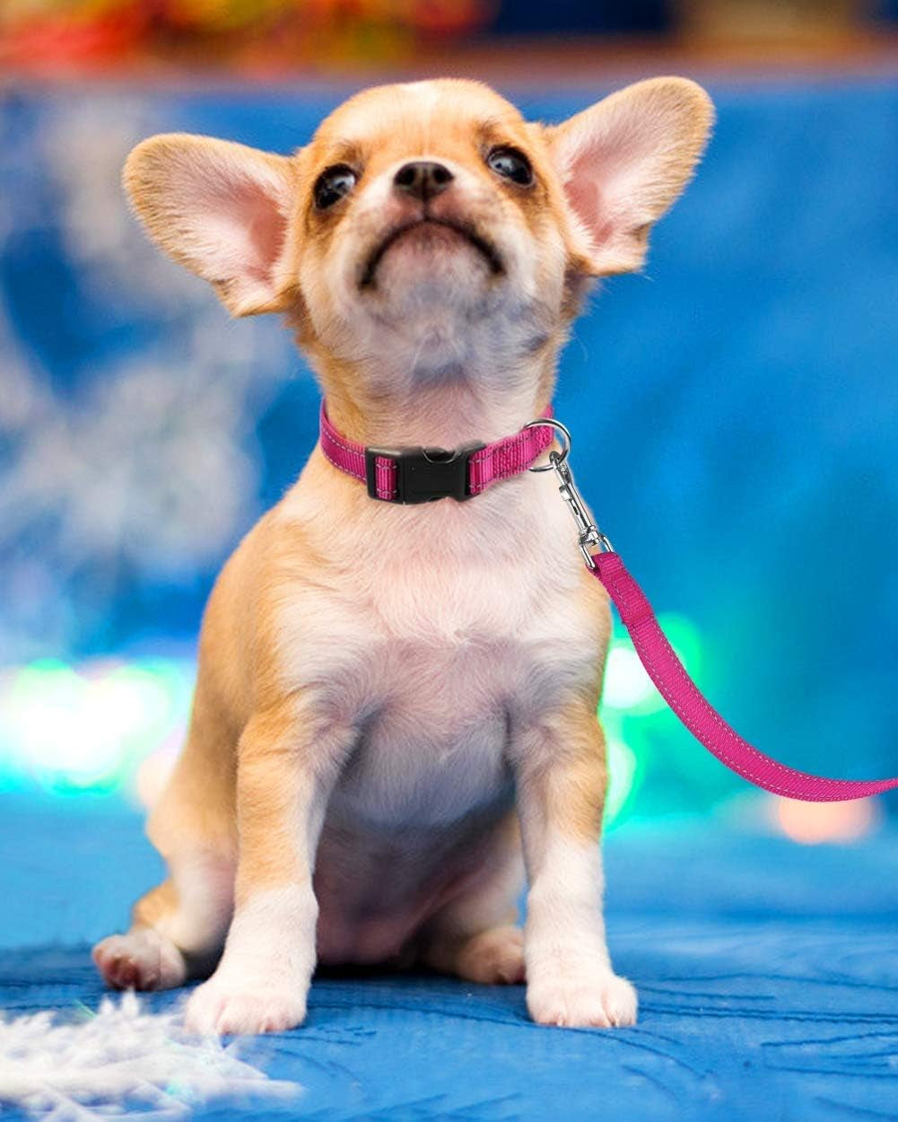 Reflective Dog Collar with Adjustable Buckle 