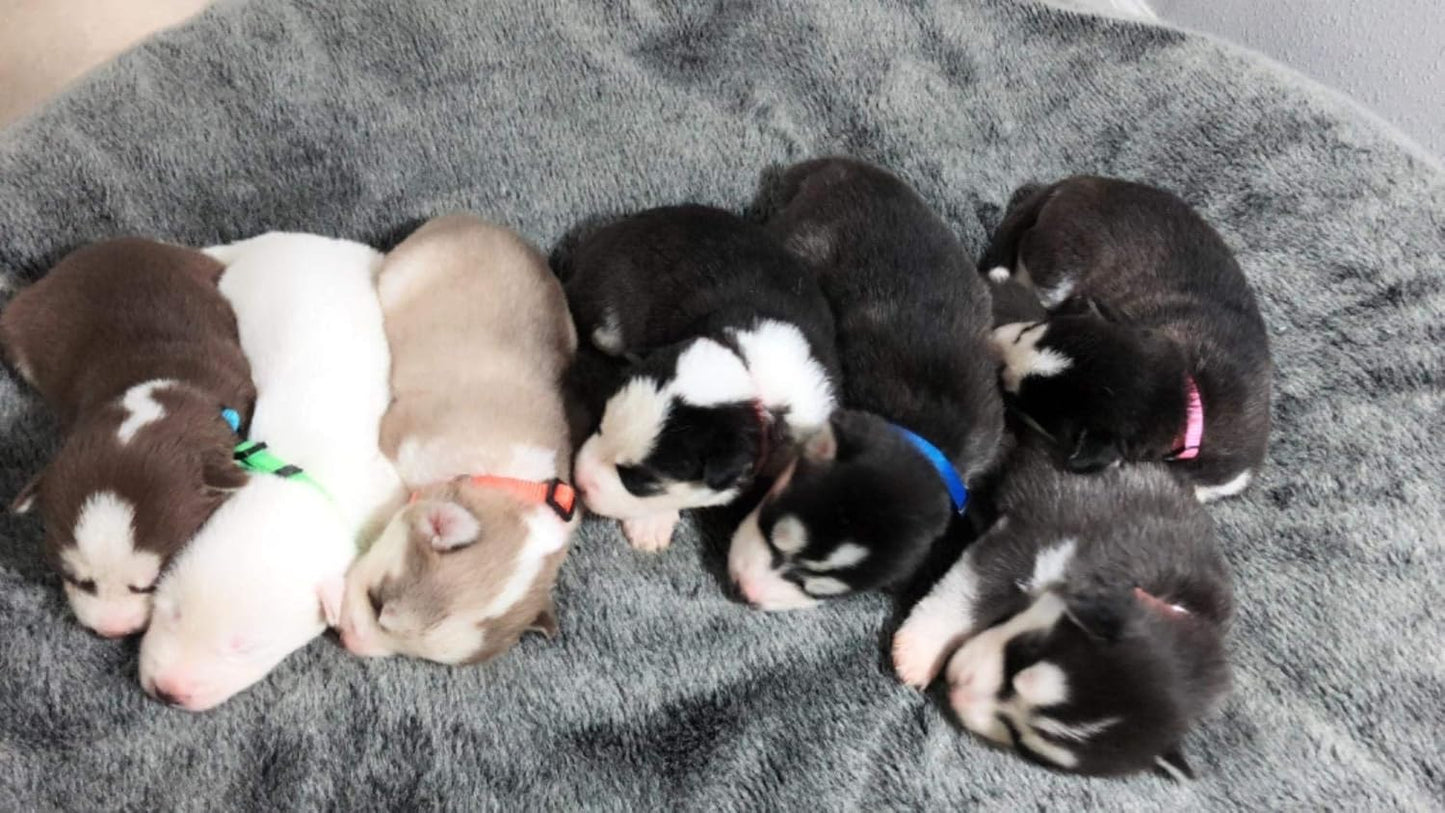 Adjustable Litter Collars Pups 