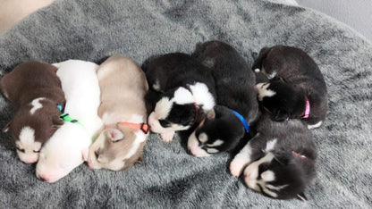 Adjustable Litter Collars Pups 