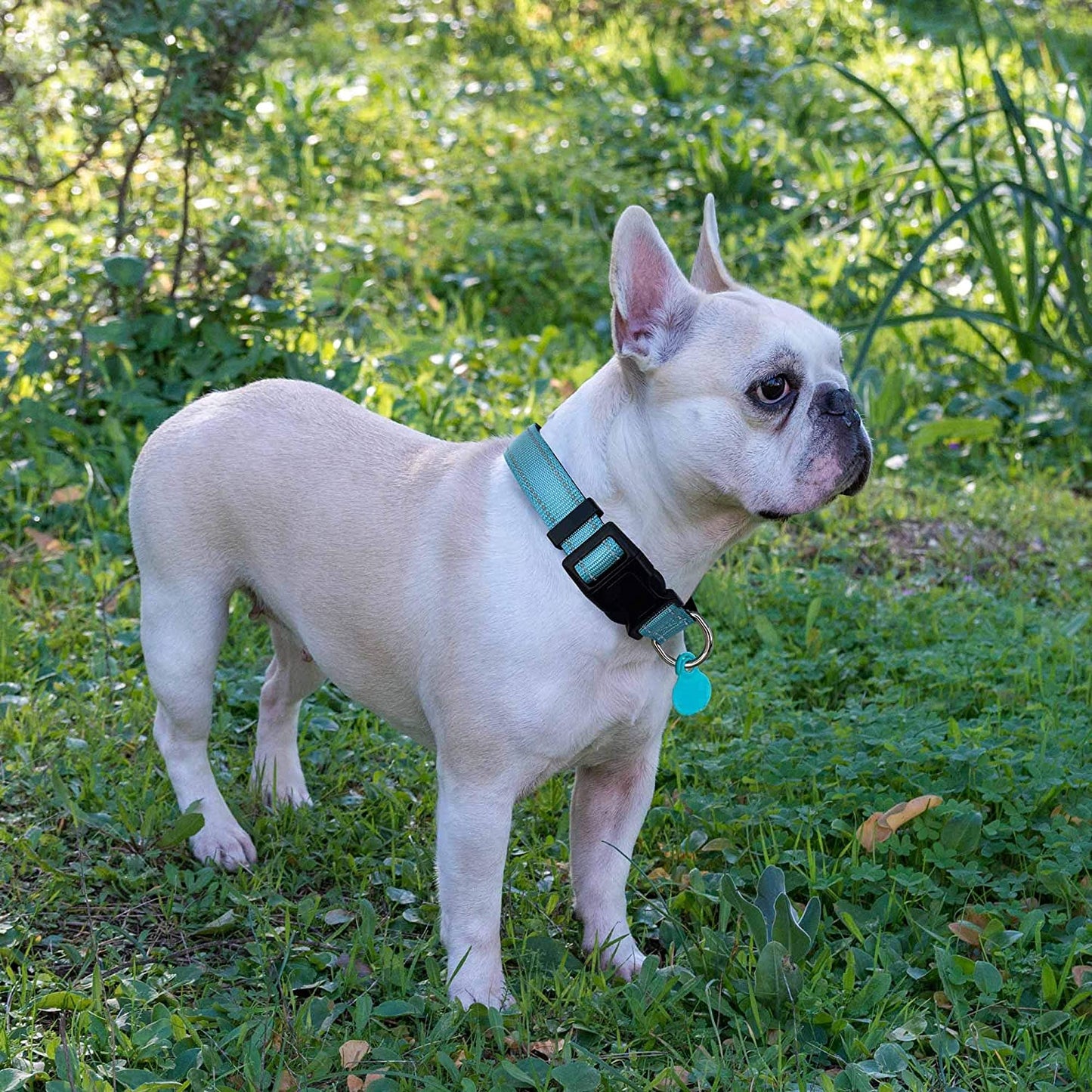 Reflective Dog Collar +Leash