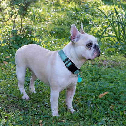 Reflective Dog Collar +Leash