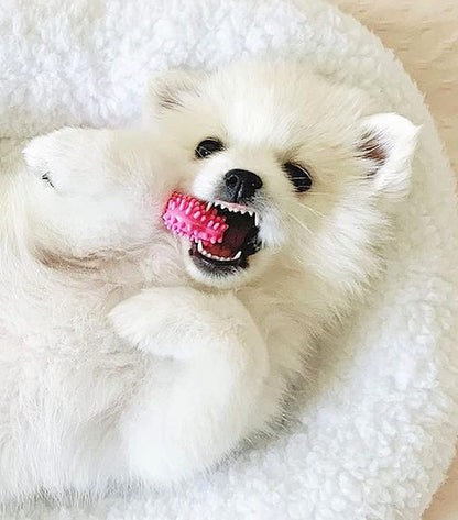 Puppy Chew Toys 